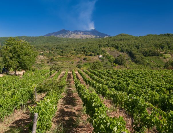 Etna-wines-to-speak-loudly-at-IWINETC-Sicily-2017